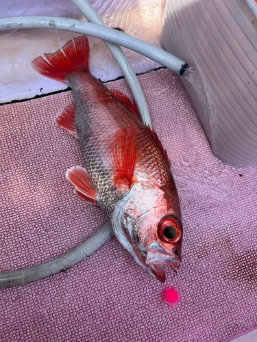 アカムツの釣果