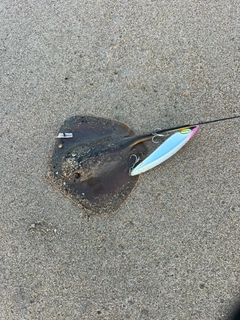 アカエイの釣果