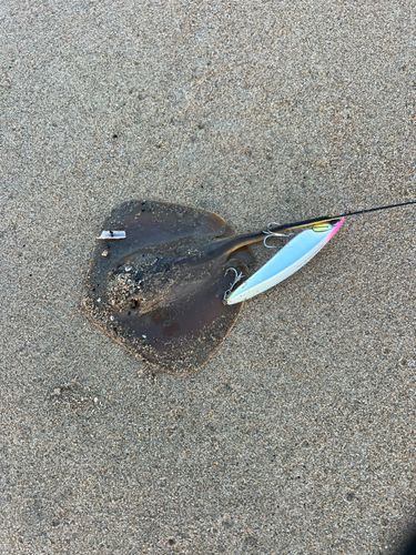 アカエイ