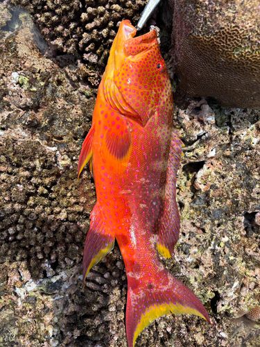 バラハタの釣果