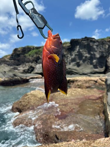 バラハタの釣果