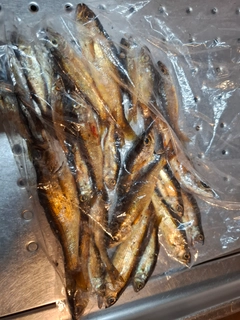 ムツの釣果