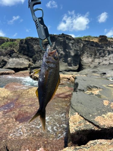 イシフエダイの釣果