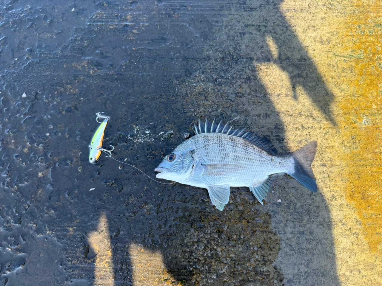 SHIMANO 18ワールドシャウラ 2652R-3の最安値・インプレ・釣果 SHIMANO 18ワールドシャウラ 2652R-3の最安値・インプレ・釣果