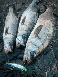 ヒラスズキの釣果