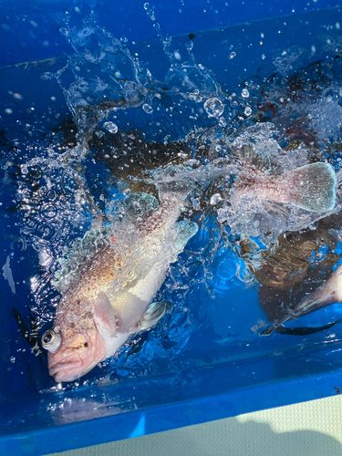 ソイの釣果