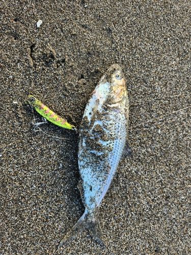コノシロの釣果