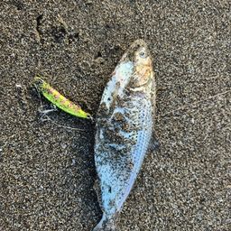 コノシロ