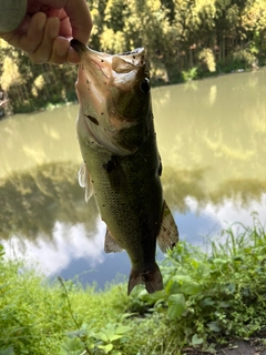 ラージマウスバスの釣果