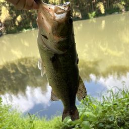 ラージマウスバス