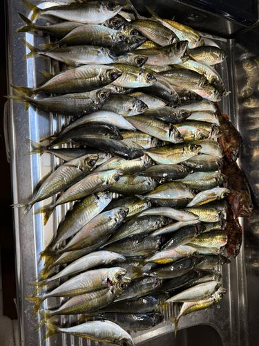 マアジの釣果