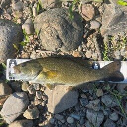 スモールマウスバス