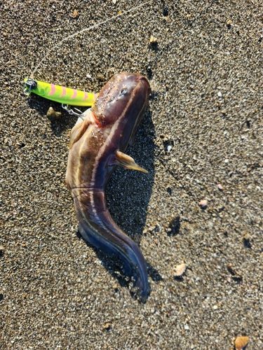 ゴンズイの釣果