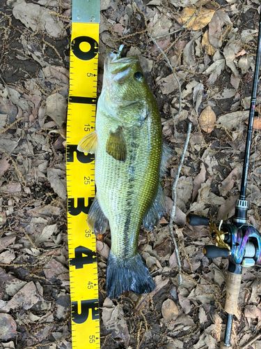 ブラックバスの釣果