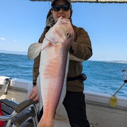 シロアマダイ