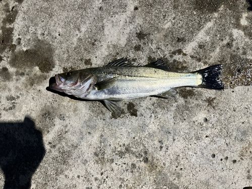 セイゴ(マルスズキ)の釣果