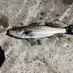 セイゴ（マルスズキ）