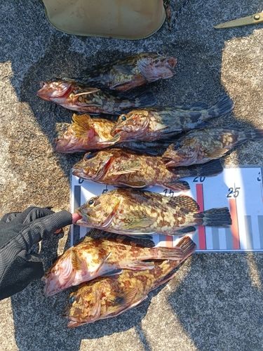 カサゴの釣果