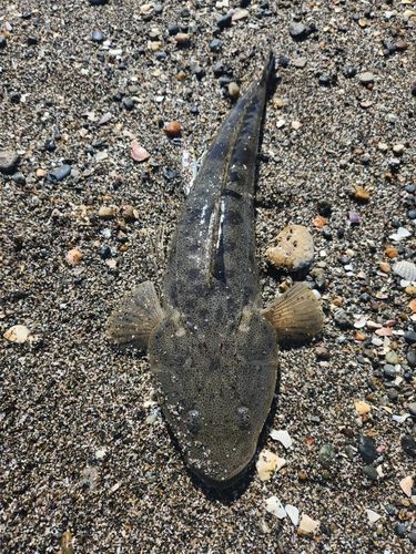 マゴチの釣果
