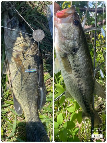 ブラックバスの釣果