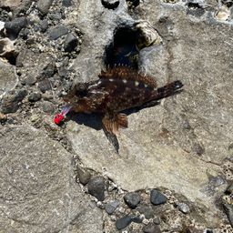 カサゴ