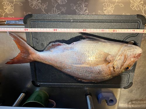 アマダイの釣果