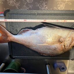 アマダイ