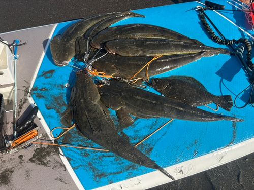 マゴチの釣果