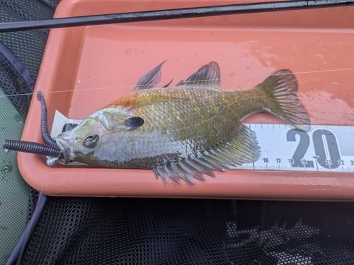 ブルーギルの釣果