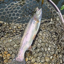 レインボートラウト