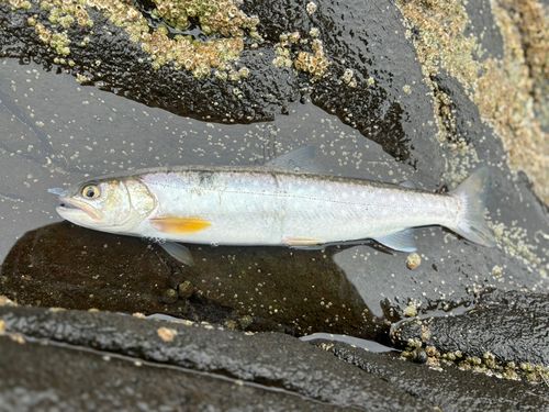 アメマスの釣果