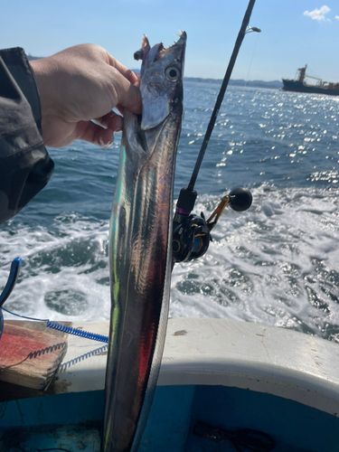 タチウオの釣果