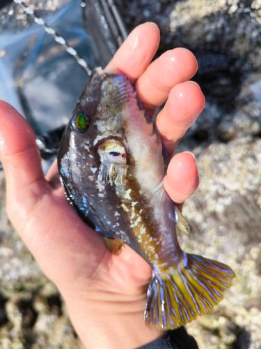 キタマクラの釣果