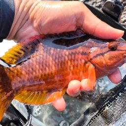 アカササノハベラ