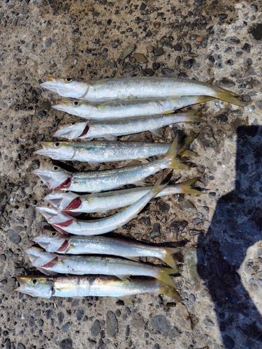 カマスの釣果