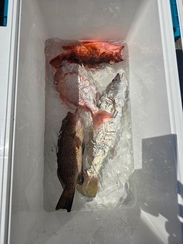 オオニベの釣果