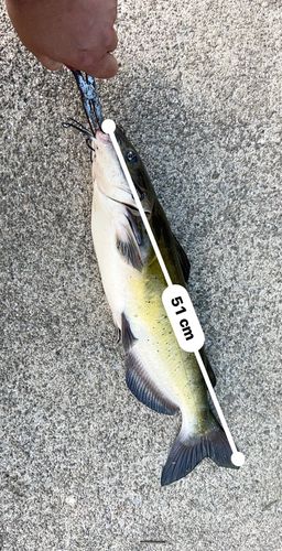 マナマズの釣果