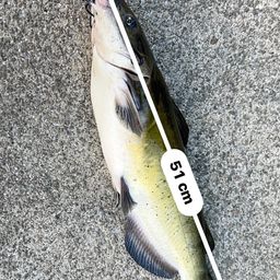 マナマズ