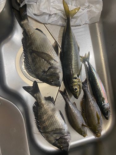 アジの釣果