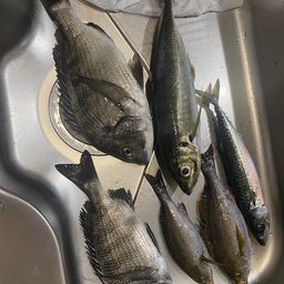 アジ