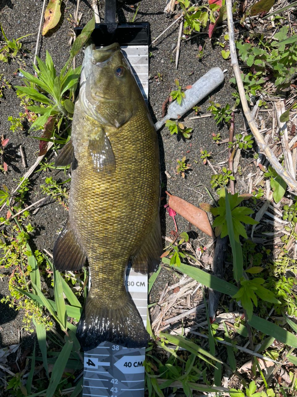 スモールマウスバス