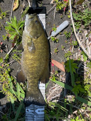 スモールマウスバスの釣果
