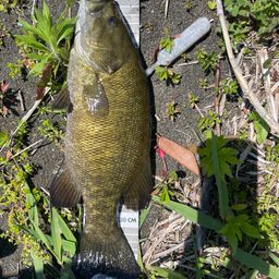 スモールマウスバス