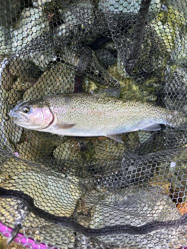 レインボートラウトの釣果