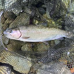 レインボートラウト