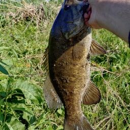 スモールマウスバス