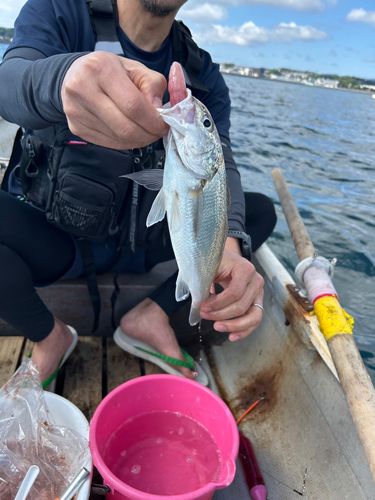 イシモチの釣果