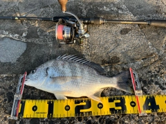 キビレの釣果