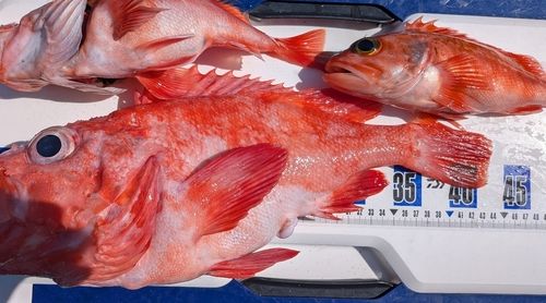 ホウズキの釣果