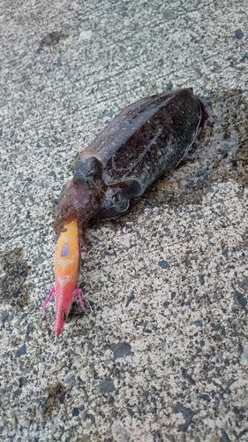 コウイカの釣果